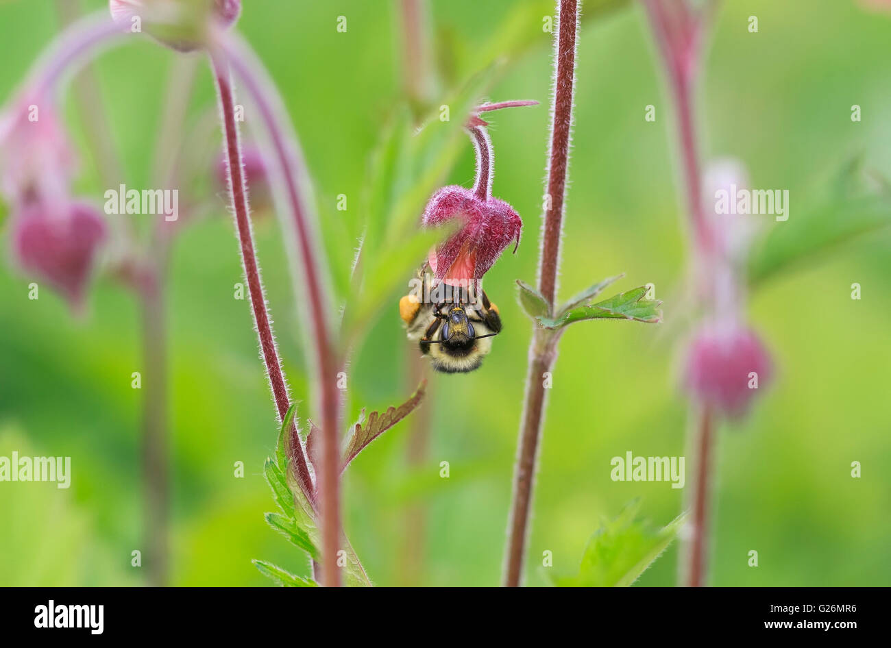 Attività, animale, sfondo, bella, bellezza, bee, blossom, blu brillante, bumblebee Foto Stock