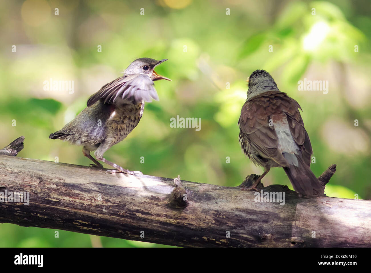 Animale, baby, sfondo, becco, bird, allevamento, marrone, pulcino, chiudere, colorato, lombrico, piume, alimentazione femmina neonata, anteriore Foto Stock