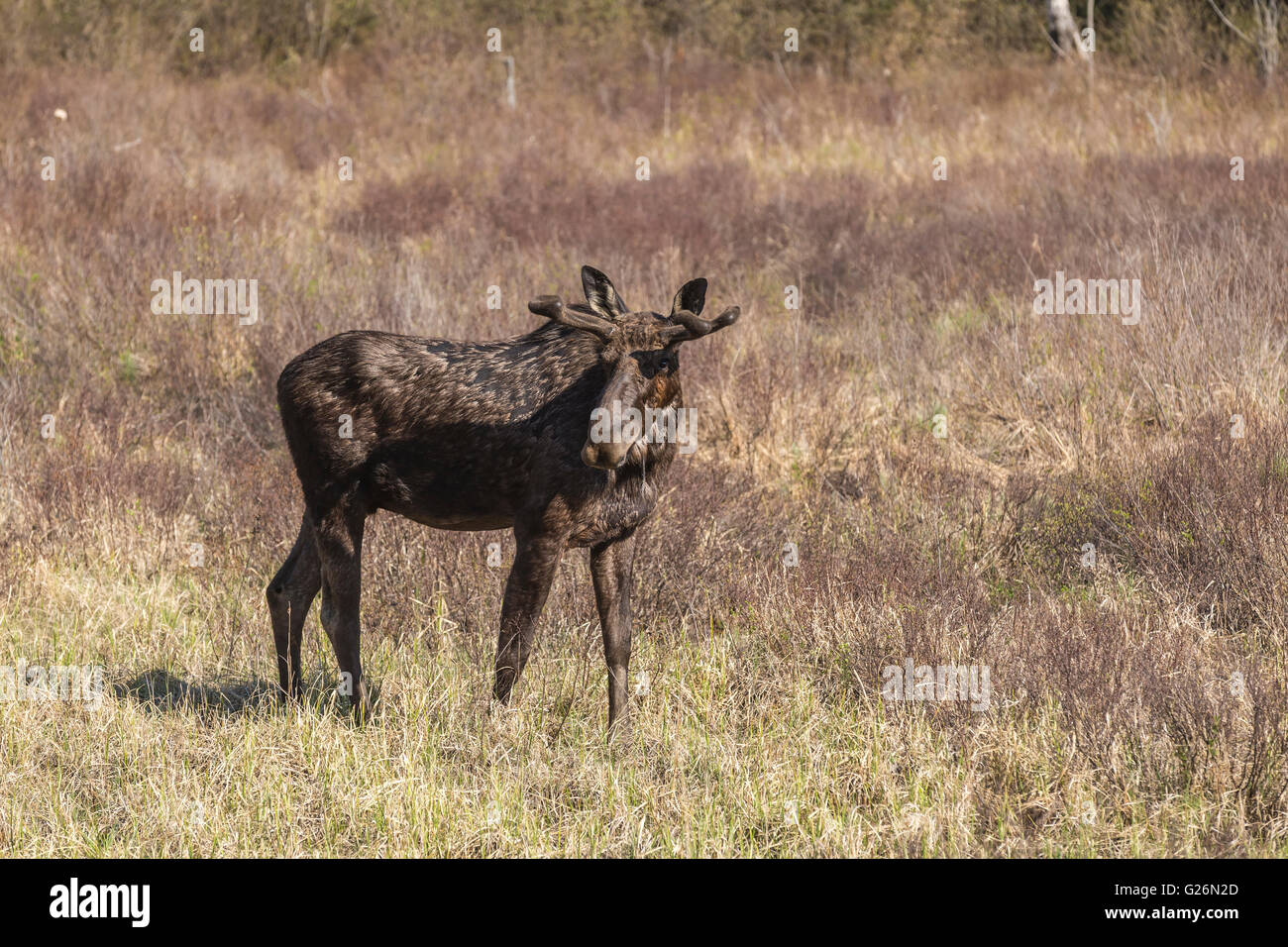 Un grande maschio alci in Algonquin Park Foto Stock