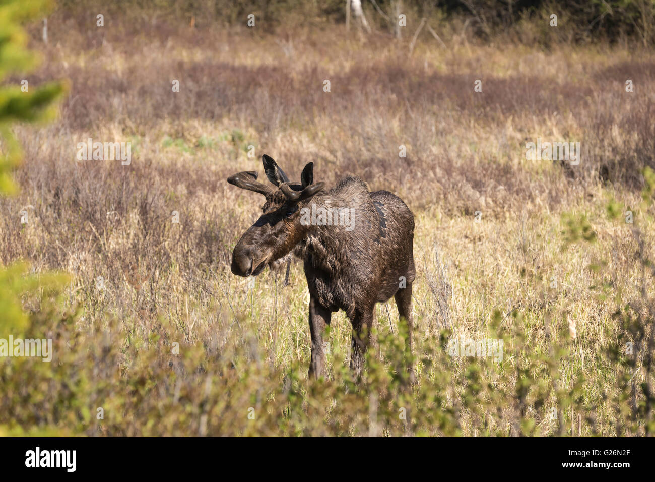 Un grande maschio alci in Algonquin Park Foto Stock