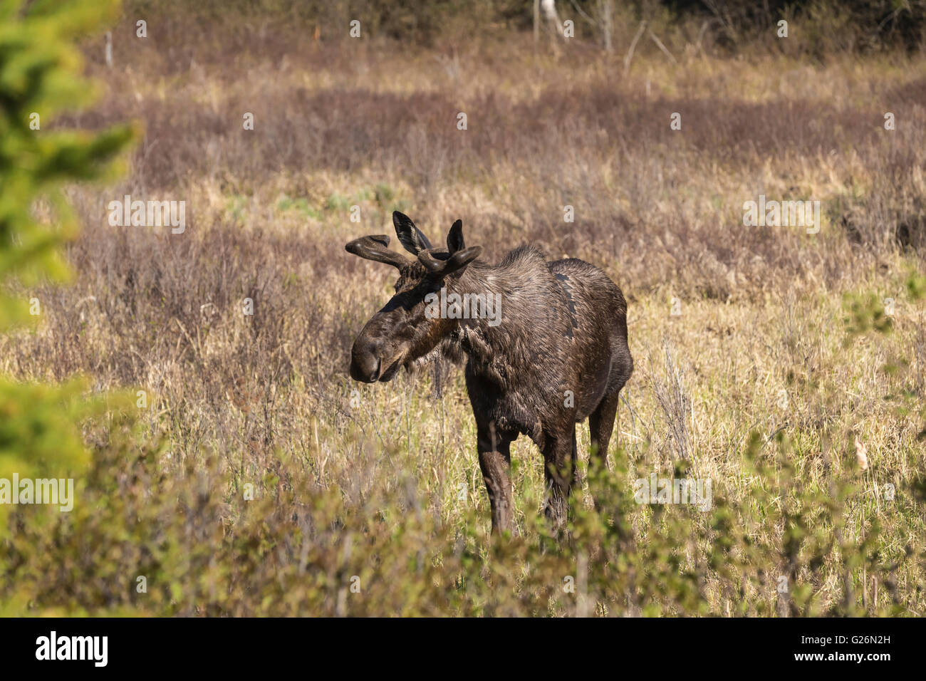 Un grande maschio alci in Algonquin Park Foto Stock