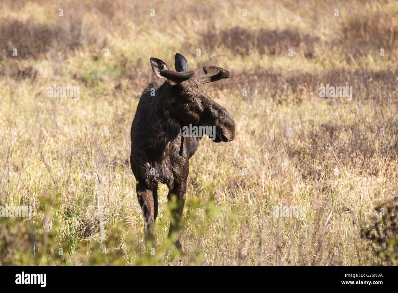 Un grande maschio alci in Algonquin Park Foto Stock