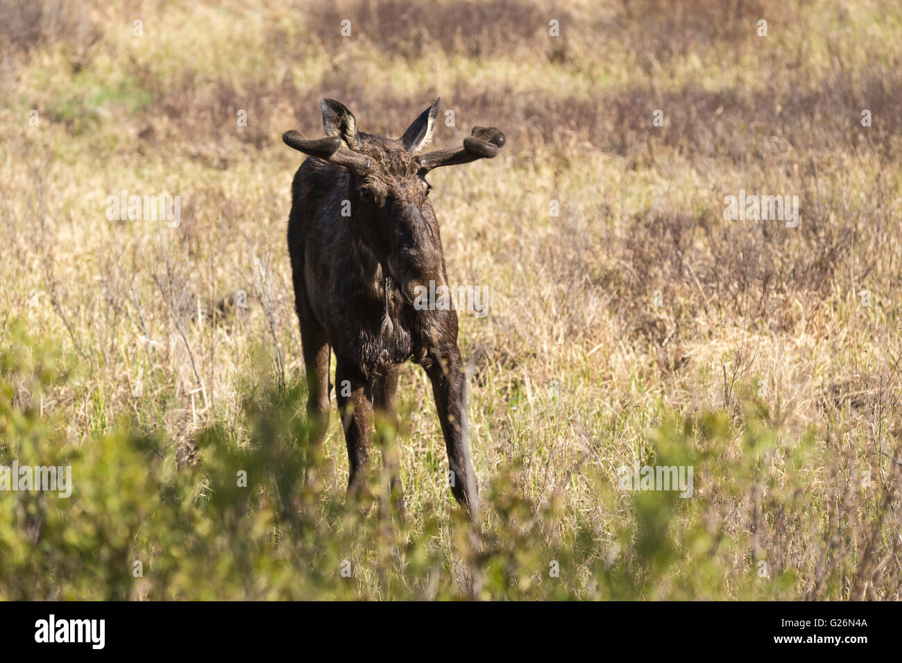 Un grande maschio alci in Algonquin Park Foto Stock
