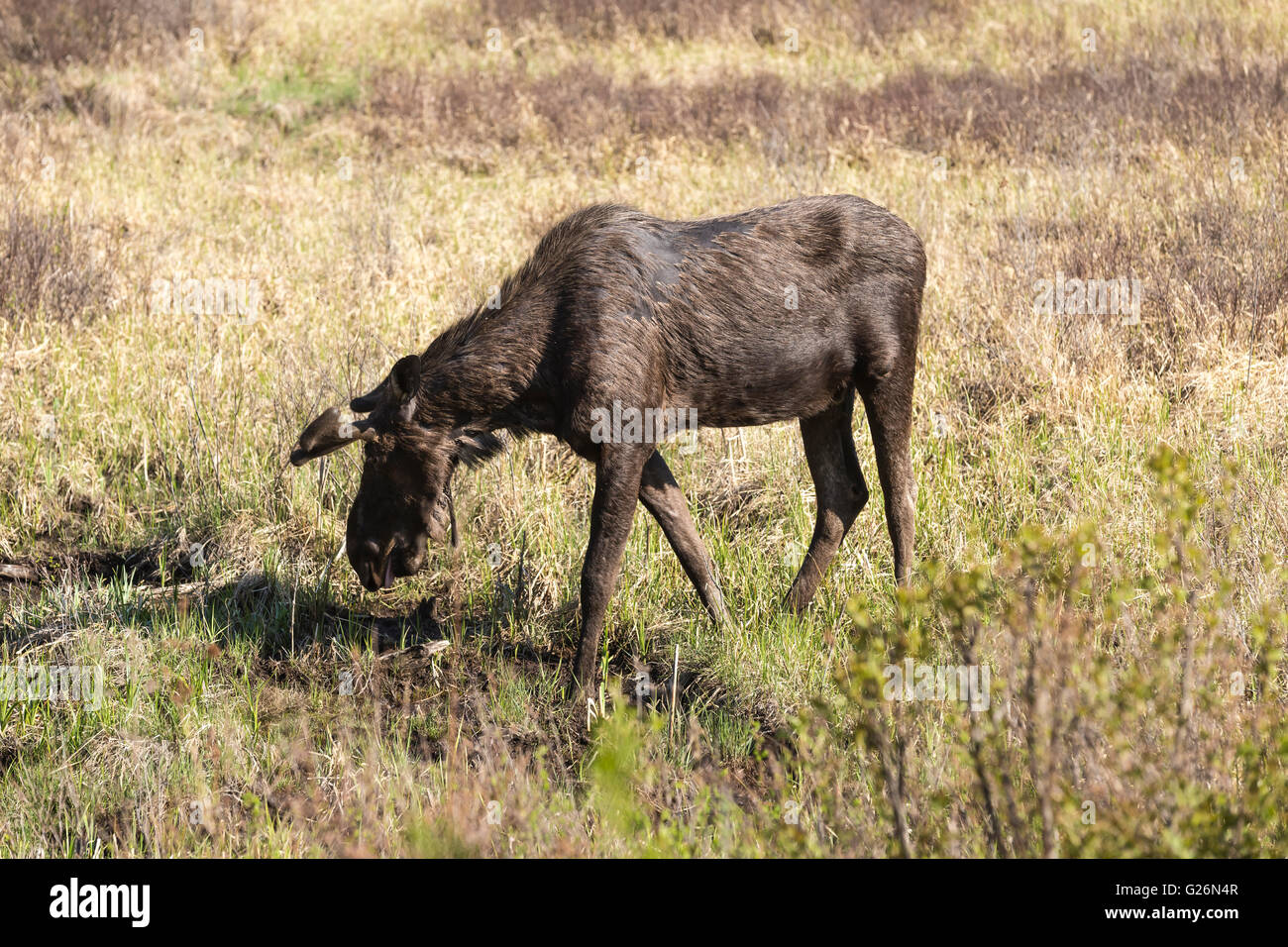 Un grande maschio alci in Algonquin Park Foto Stock