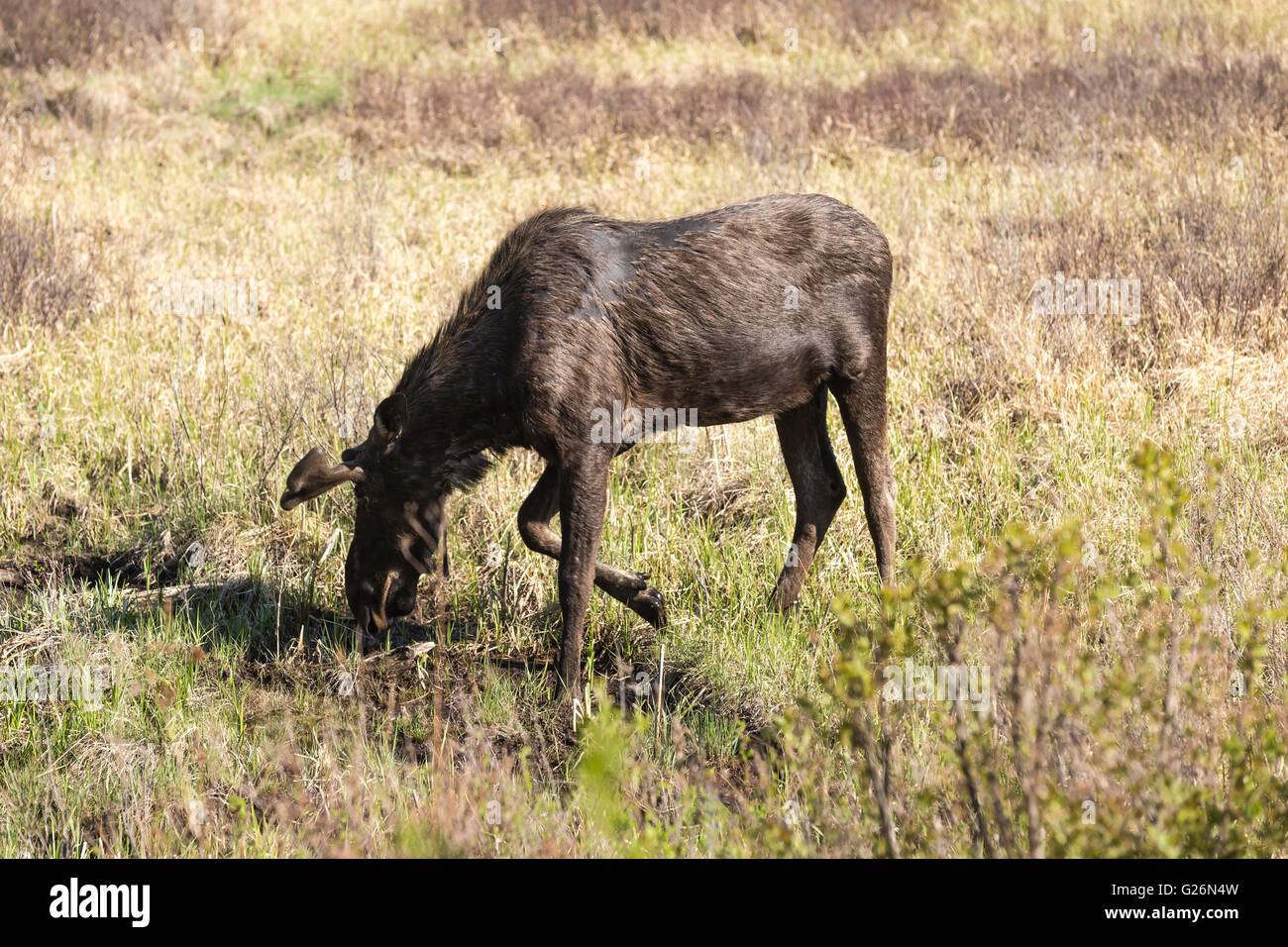 Un grande maschio alci in Algonquin Park Foto Stock