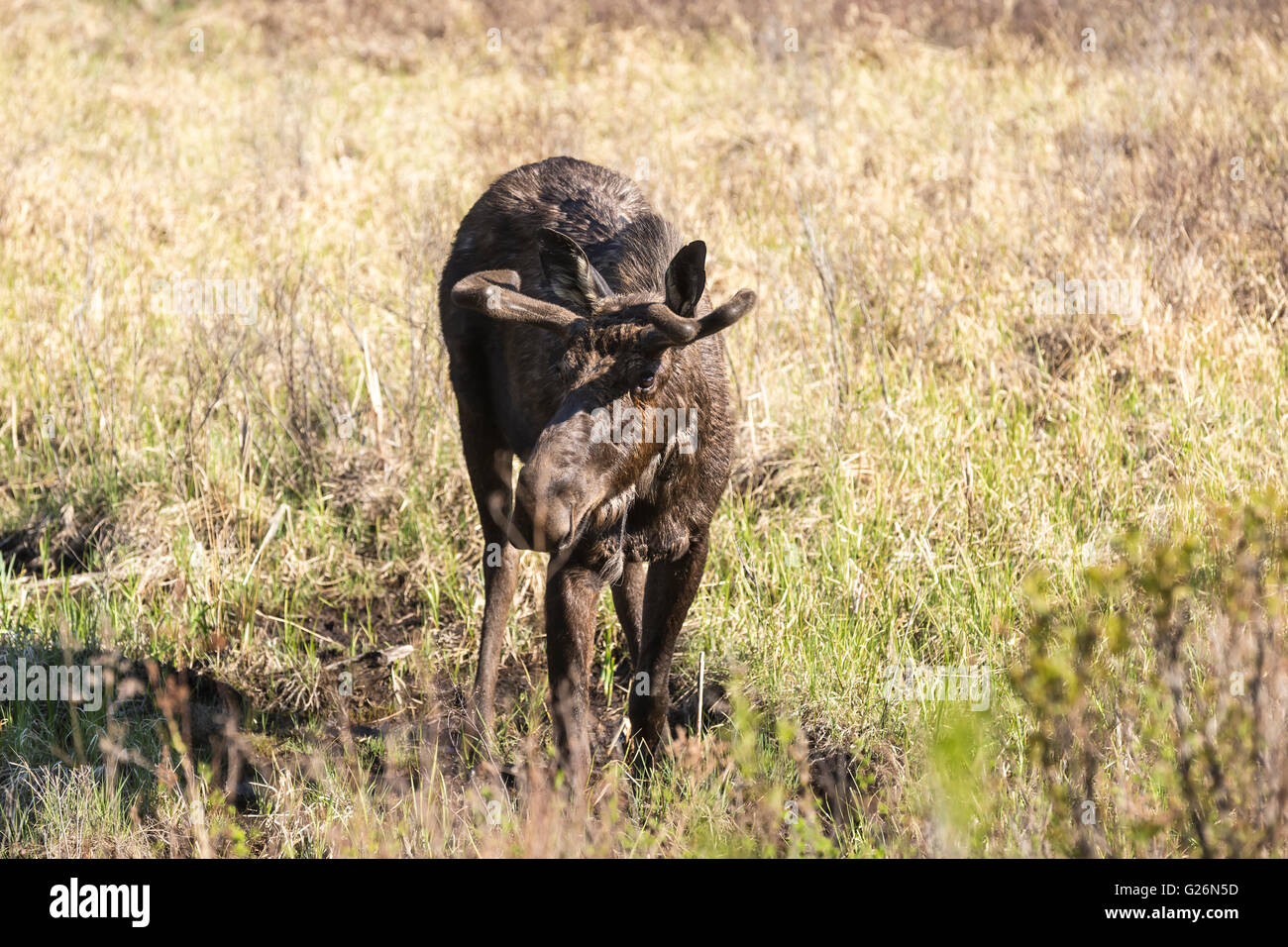 Un grande maschio alci in Algonquin Park Foto Stock