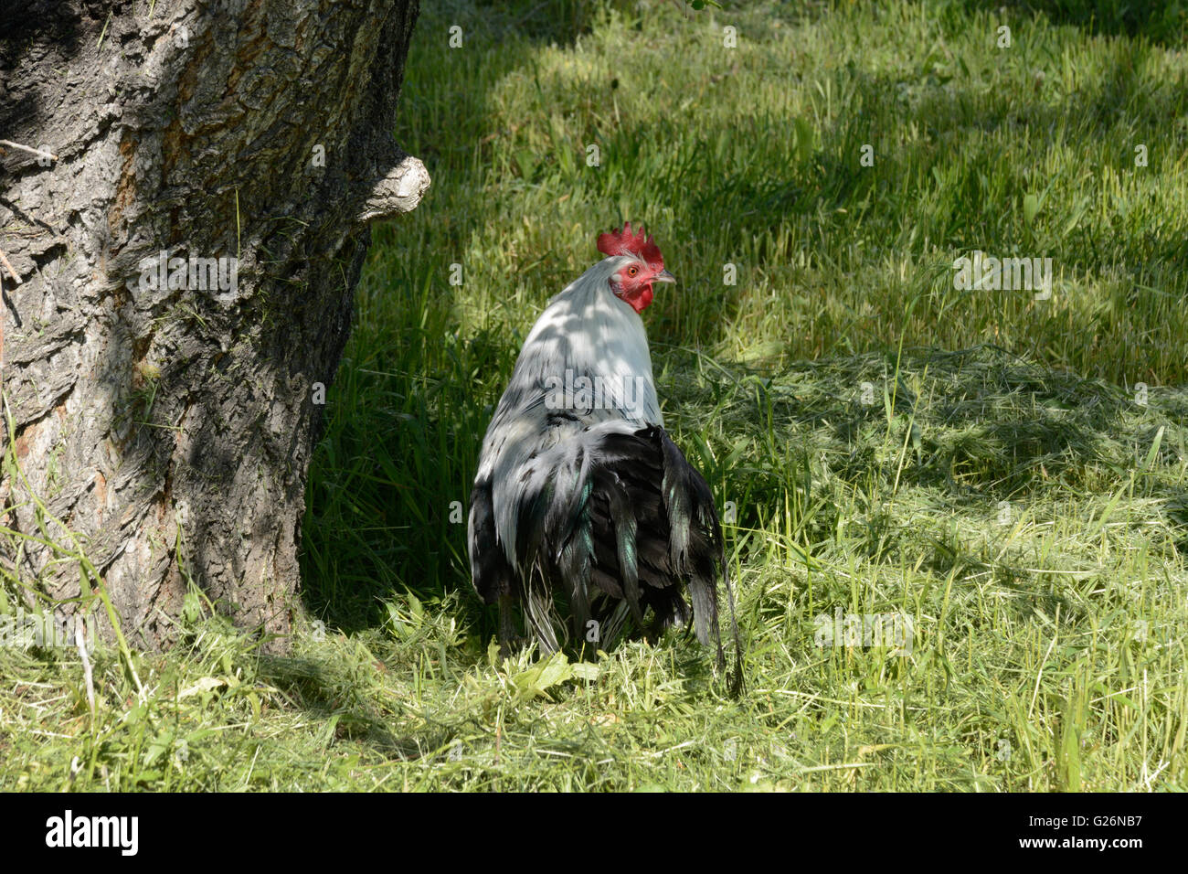 Argento gallo Phoenix pungo in ombra sotto tree Foto Stock