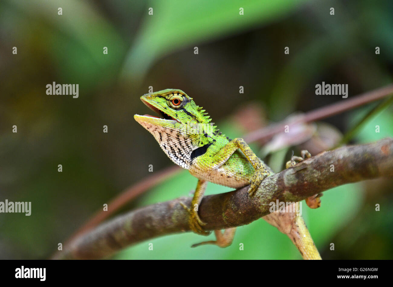 I capretti Gonocephalus lizard sul ramo, Khao Sok National Park, Thailandia Foto Stock