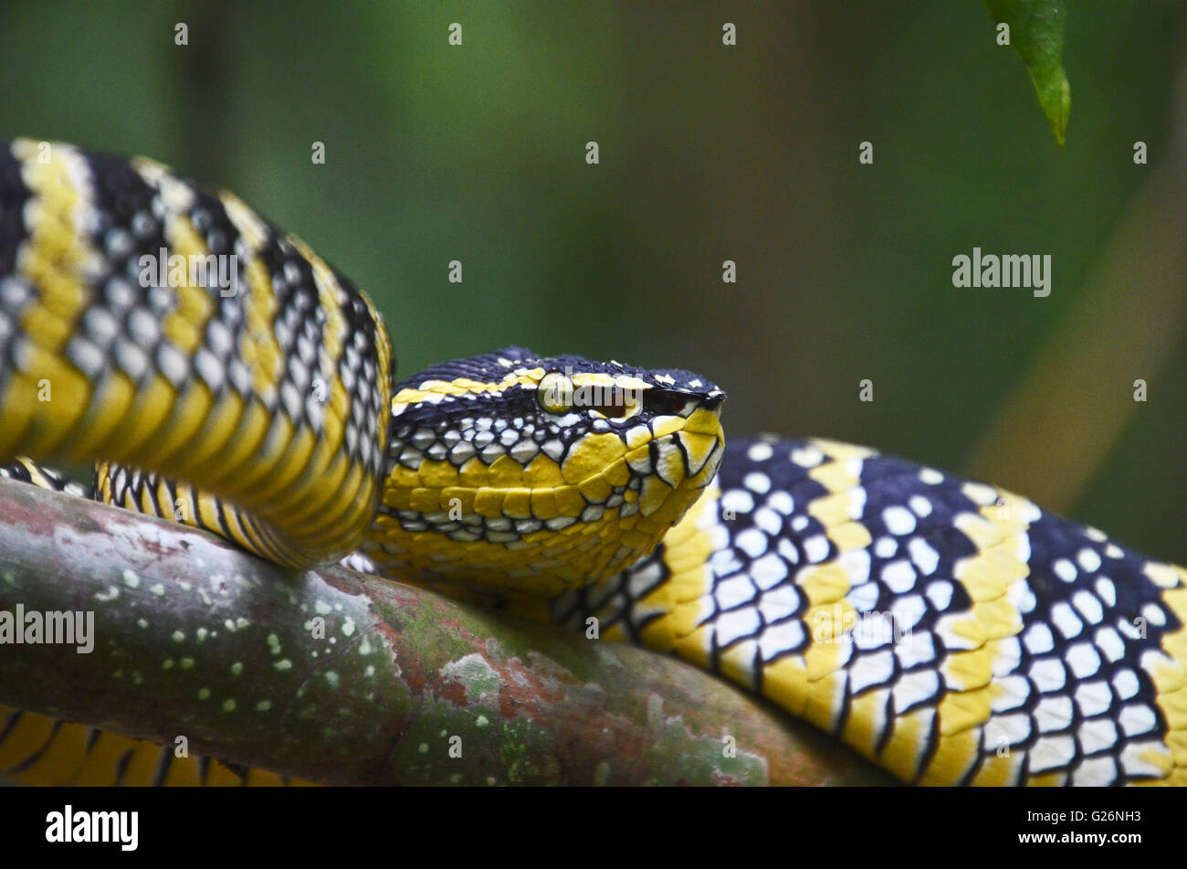 Wagler's pit viper (Tropidolaemus wagleri), Khao Sok National Park, Thailandia Foto Stock