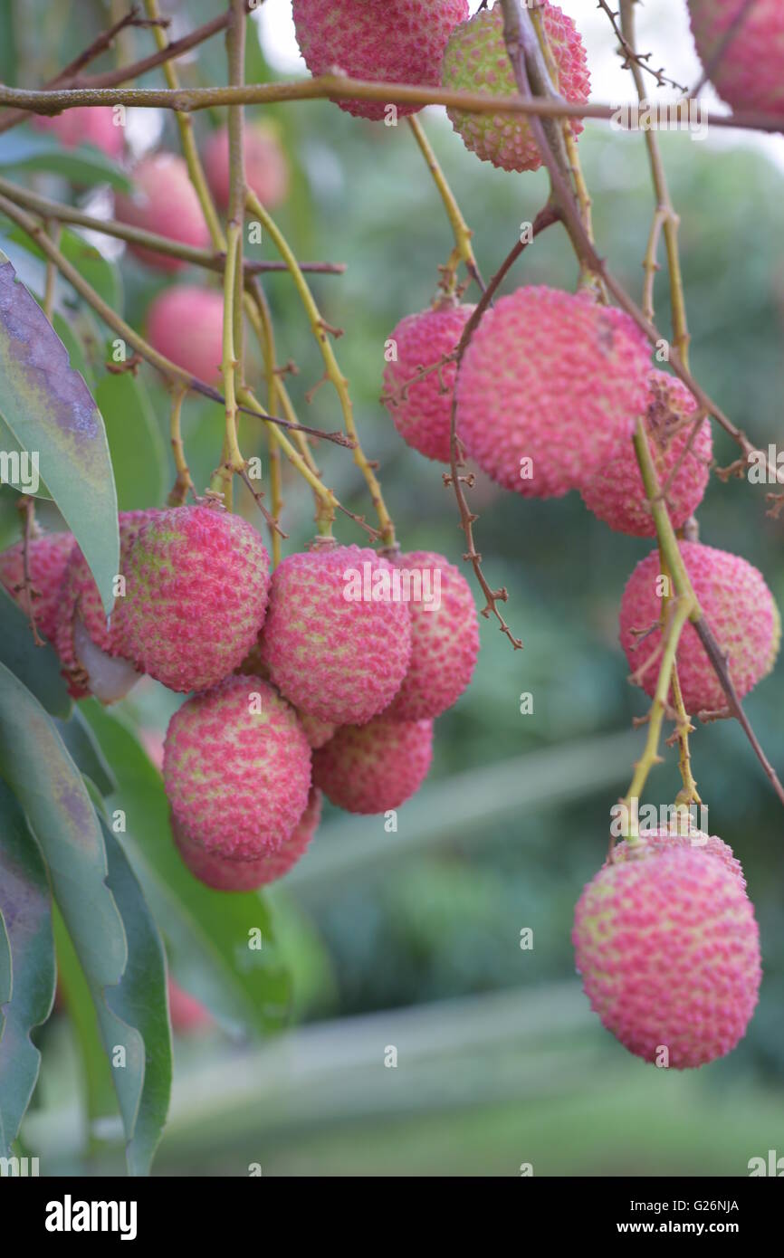 Litchi frutta, frutta, frutta indiano, alberi da frutto Foto Stock