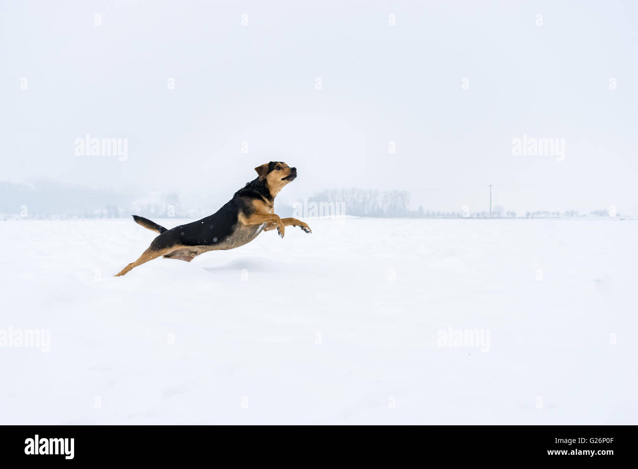Jumping cane nella neve Foto Stock