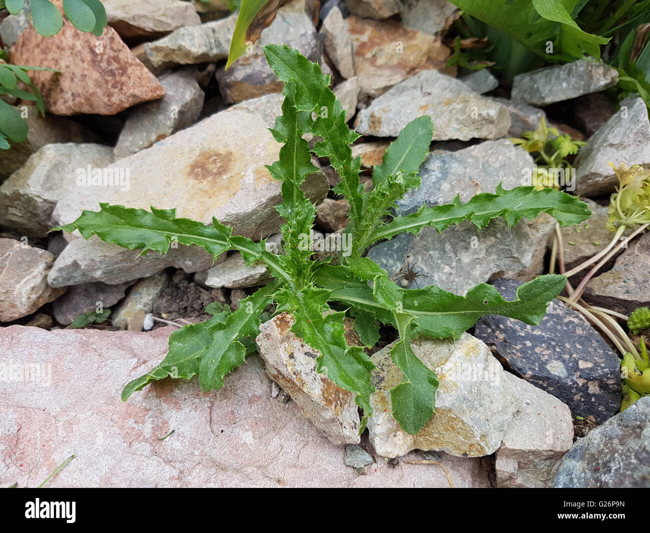 Acker-Kratzdistel;; Cirsium arvense; Keimling, Sproessling Foto Stock