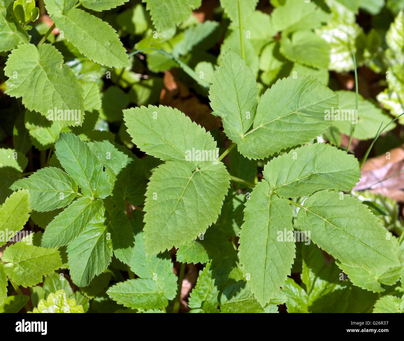 Giersch; Aegopodium Podagraria; Foto Stock