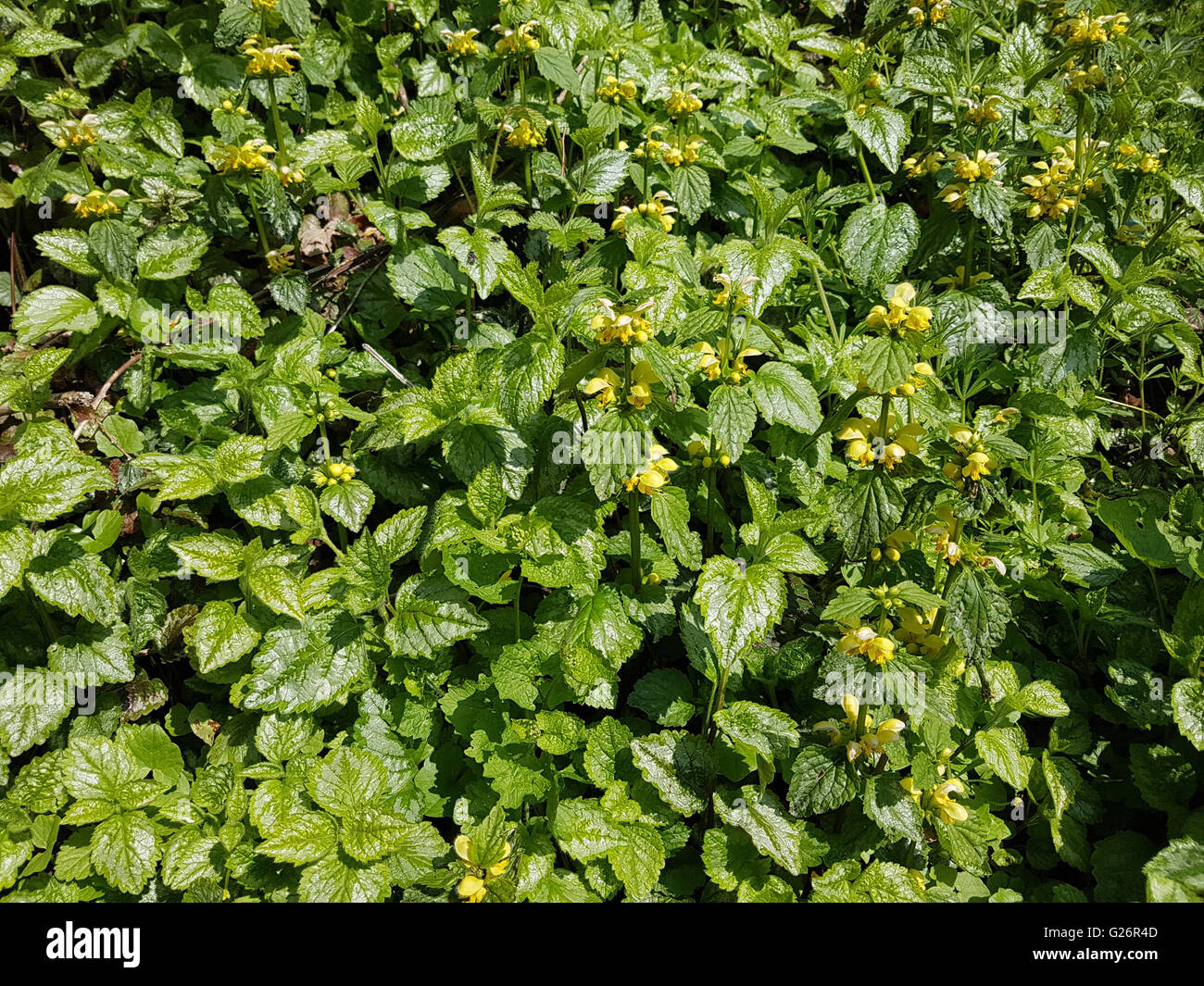 Gelbe Taubnessel, Taubnessel, Lamimum galeobdolon Foto Stock