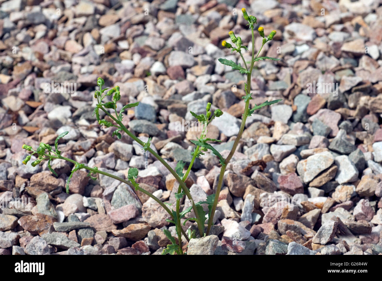 Greiskraut, Gewoehnliches, Senecio vulgaris Foto Stock