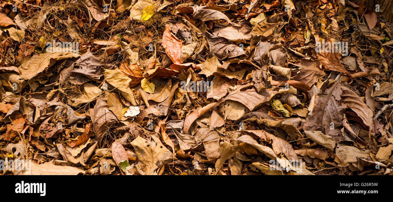 Bassa vista prospettica colorised morti in teak a secco le foglie in teak forest floor mostra sfumature di rosso e giallo Foto Stock