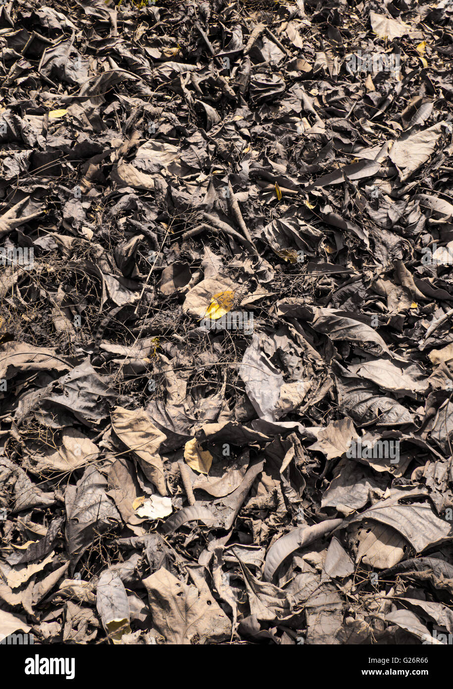 Bassa vista prospettica colorised morti in teak a secco le foglie in teak forest floor mostra sfumature di rosso e giallo Foto Stock