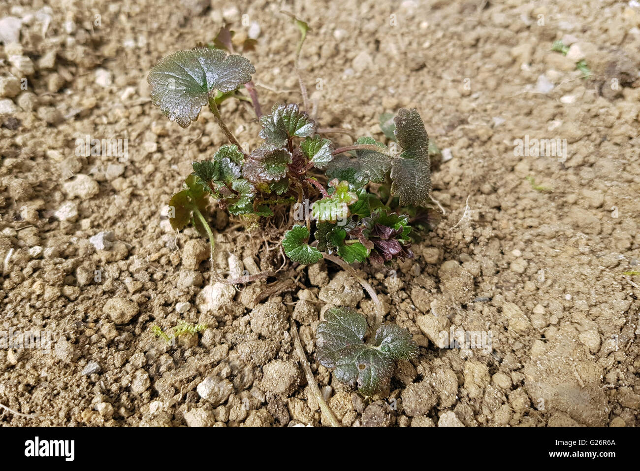 Gundelrebe;, Glechoma hederacea; Keimling, Sproessling Foto Stock