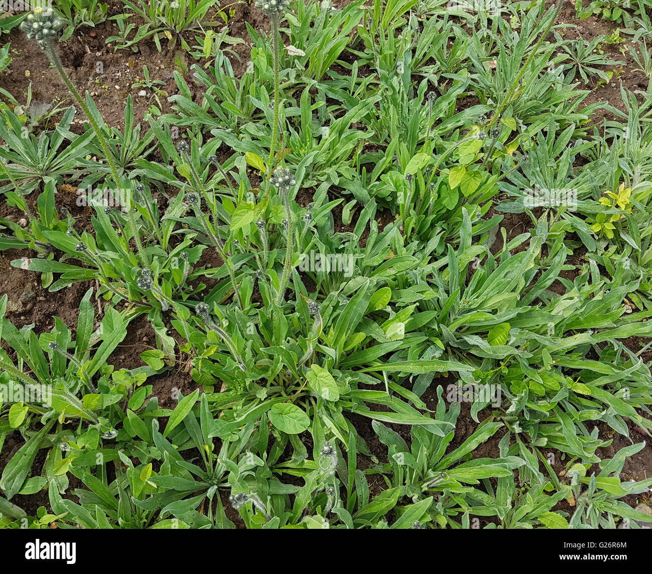 Habichtskraut, Hieracium; Jungpflanze Foto Stock