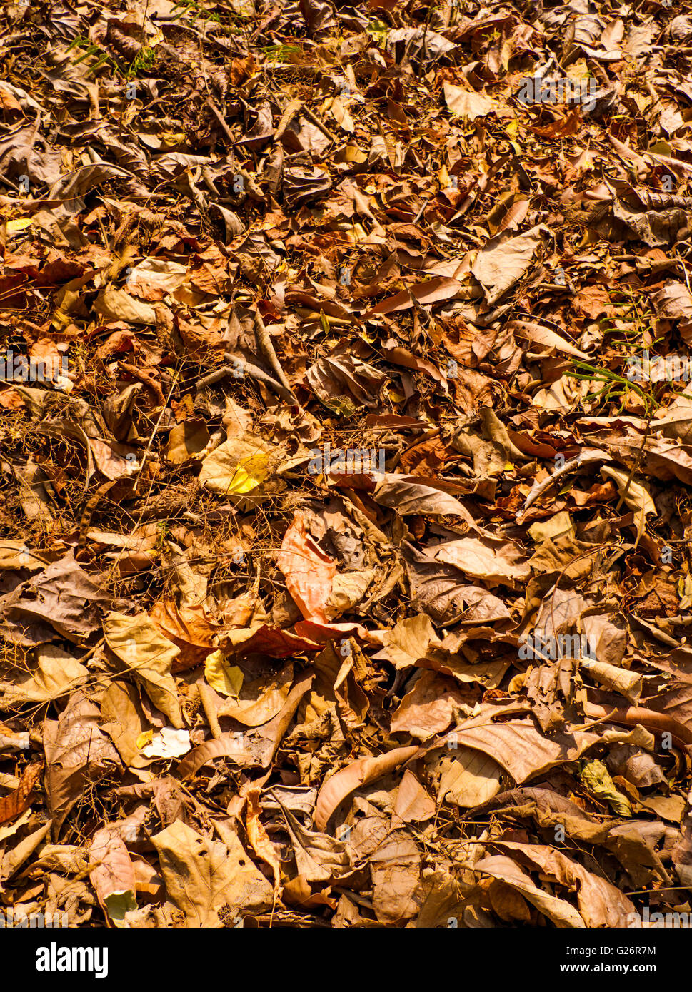 Bassa vista prospettica colorised morti in teak a secco le foglie in teak forest floor mostra sfumature di rosso e giallo Foto Stock