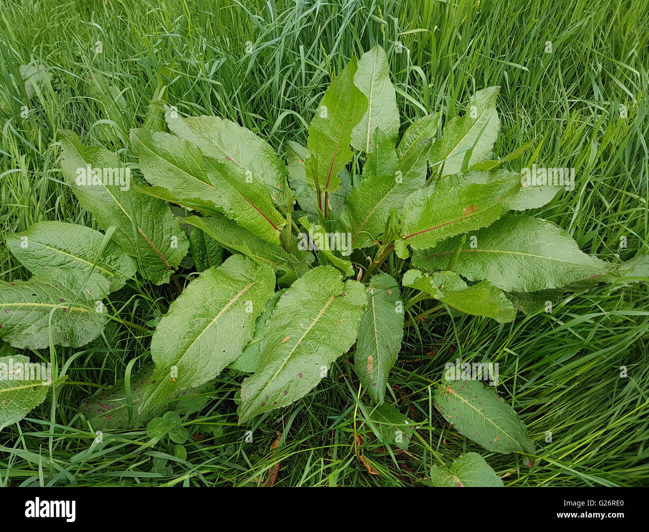 Krauser Ampfer, Rumex crispus; Sproessling Foto Stock