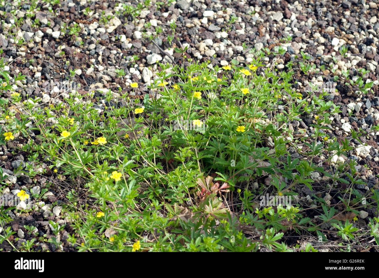 Kriechendes Fingerkraut, Potentilla reptans Foto Stock