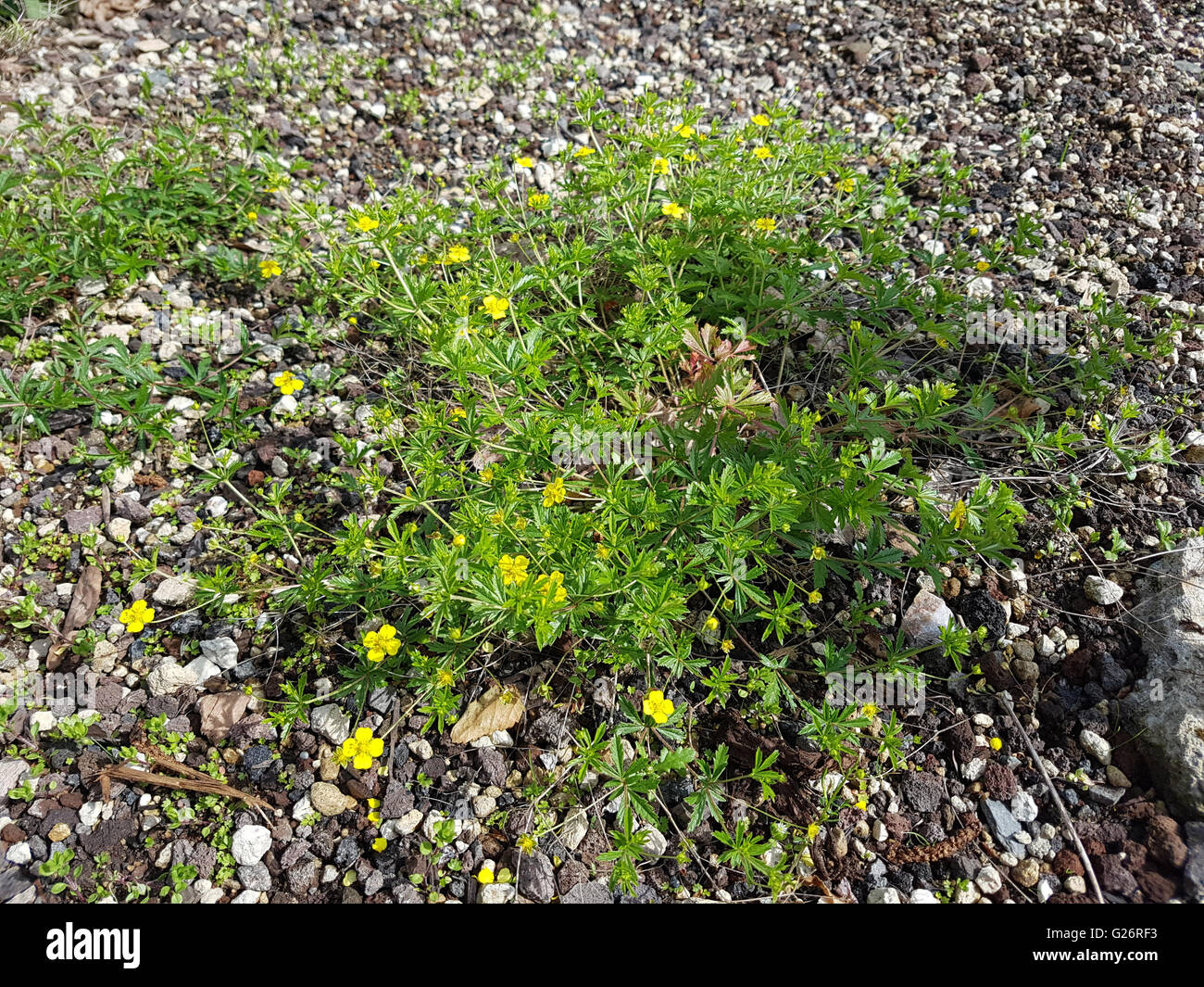 Kriechendes Fingerkraut, Potentilla reptans Foto Stock