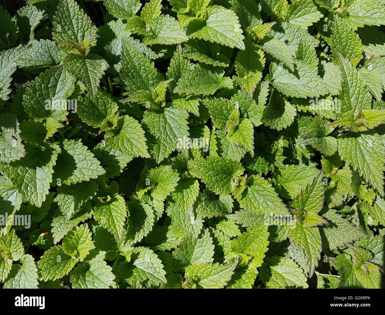 Weisse Taubnessel, ist eine Wildpflanze und Heilpflanze Foto Stock