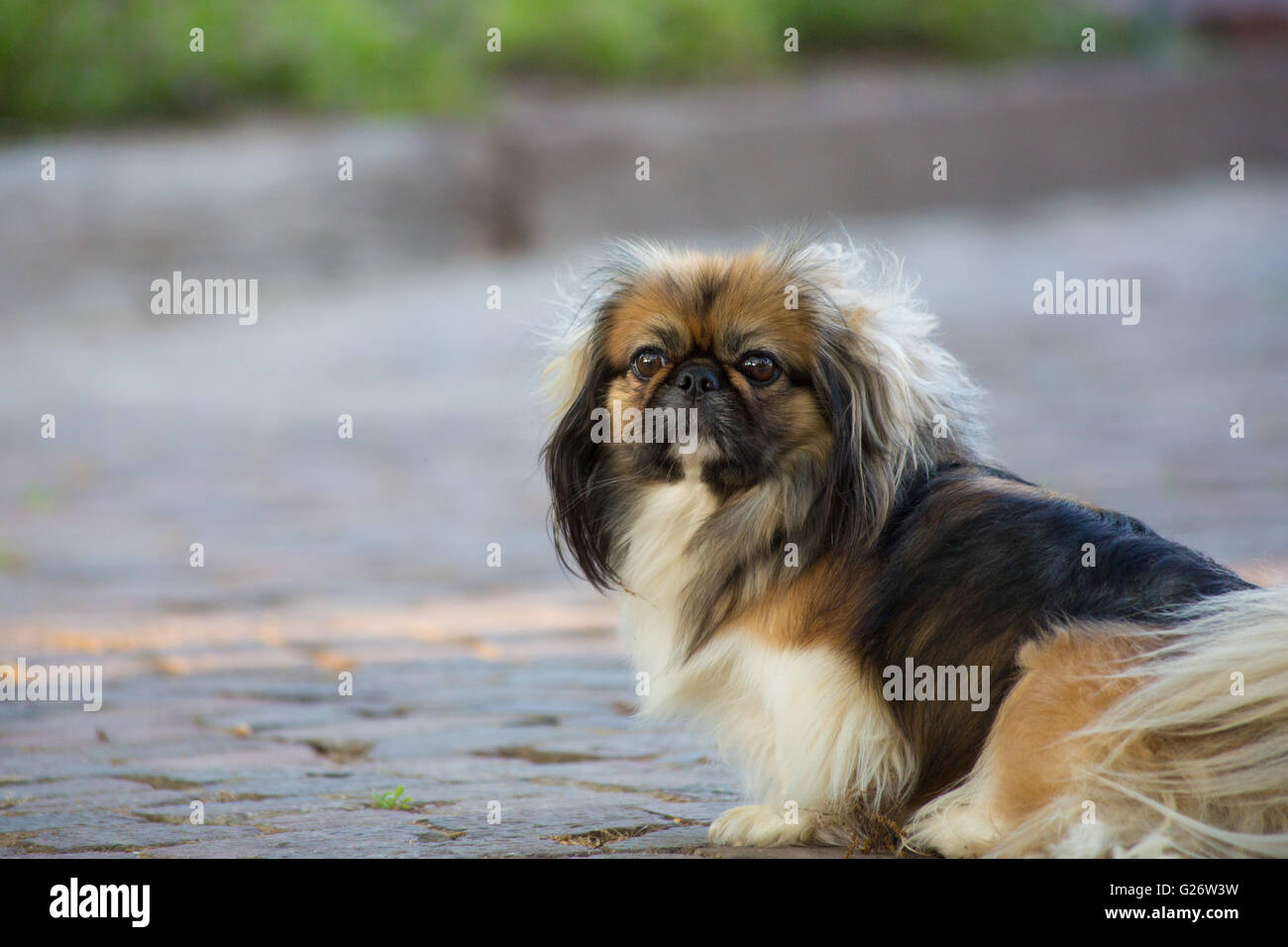 Un marrone e nero Pekingese Dog su una strada basolata Foto Stock