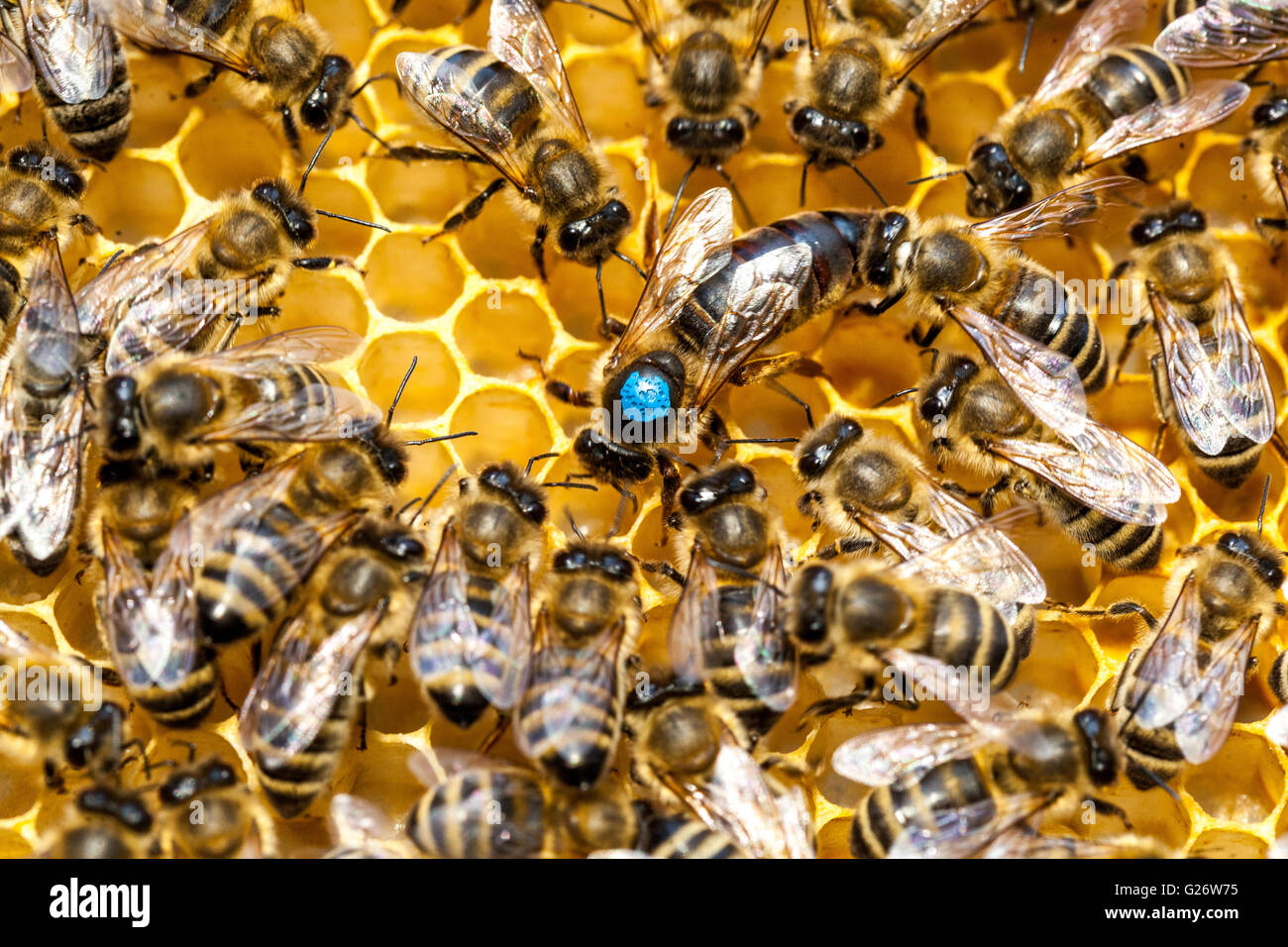 European Honey ape Queen, segnato e circondato da api operaie, api alveare API mellifera Foto Stock