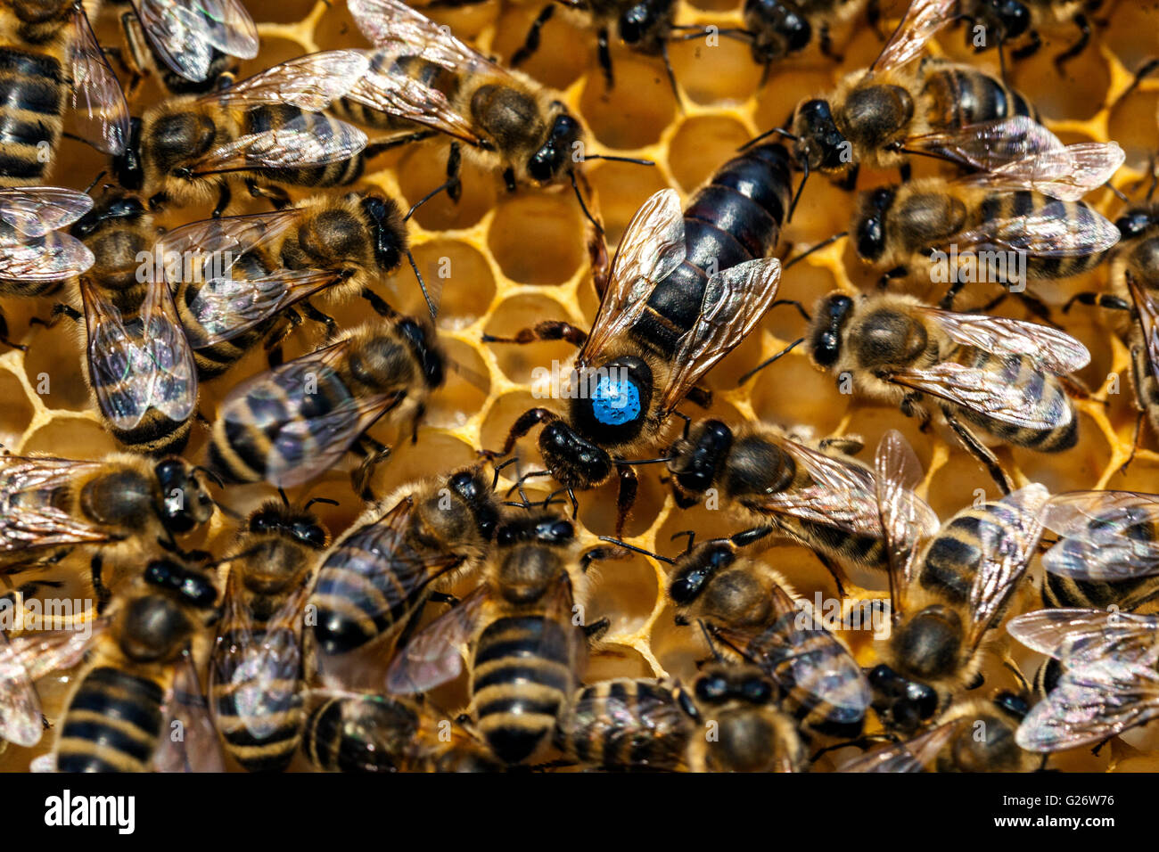 Queen Bee, marcata e circondato da api di lavoratore Foto Stock