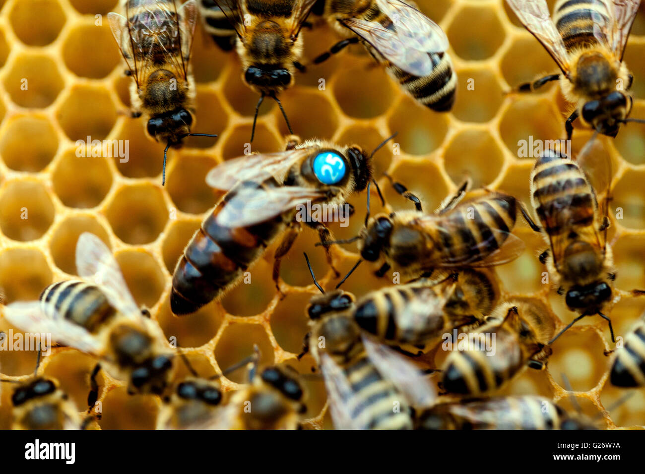 L'ape regina e le api operaie sulle cellule dell'ape europea del miele API mellifera Foto Stock
