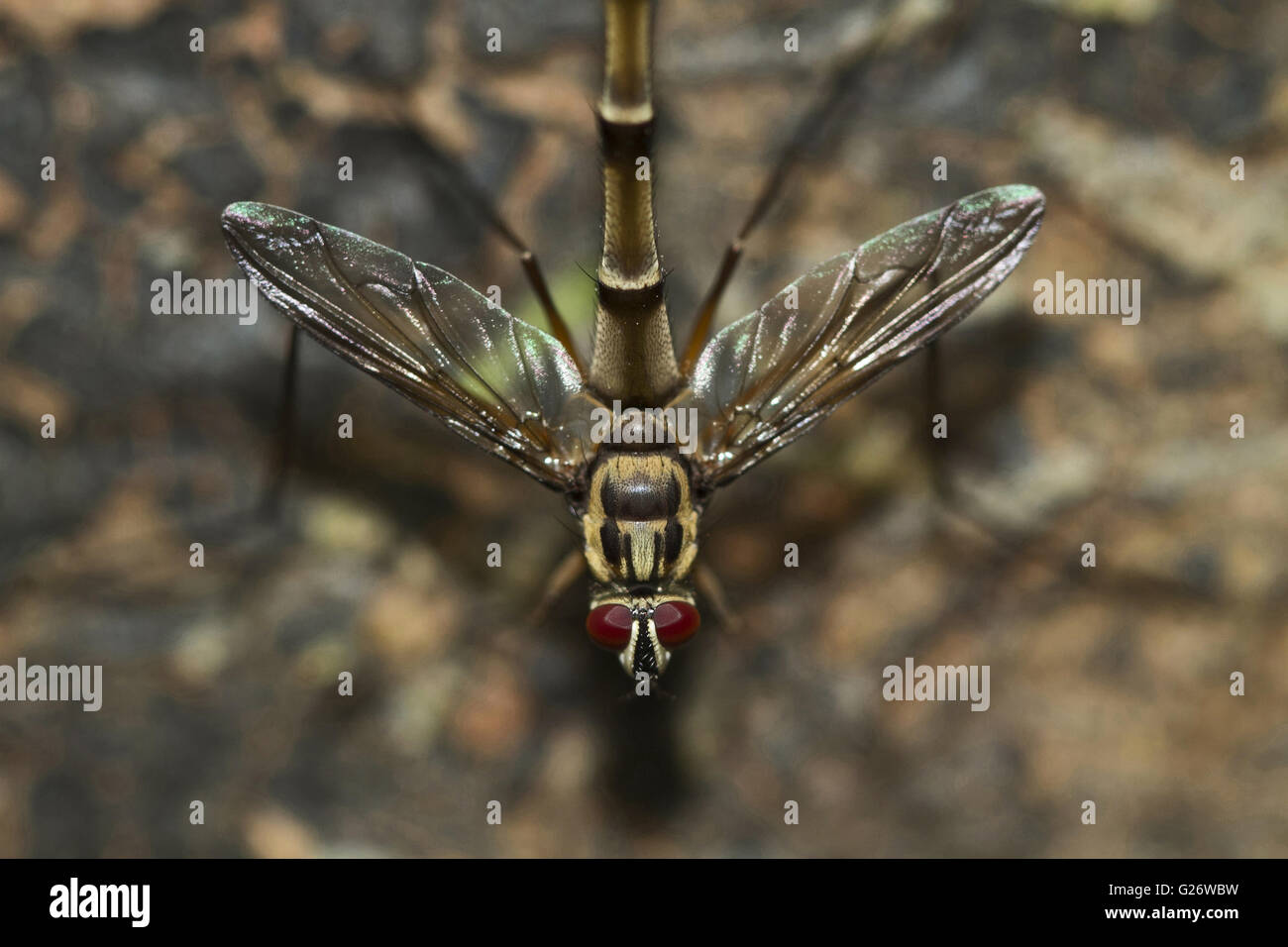 Una famiglia antlion myrmeleontidae. mhadei Wildlife Sanctuary Goa nord India Foto Stock