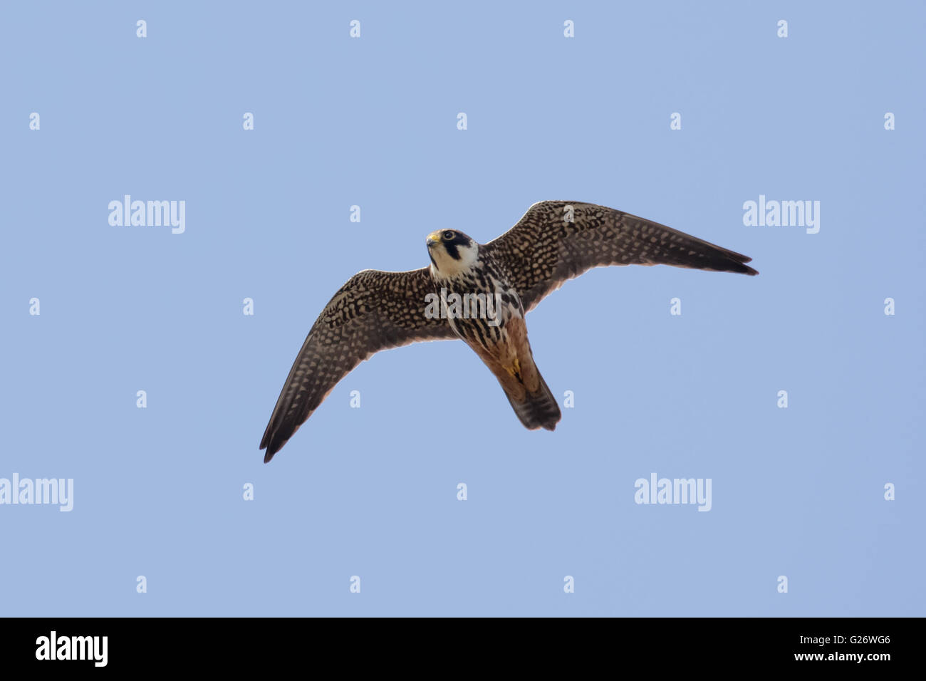 Hobby (Falco Subbuteo®) battenti, in volo contro un cielo blu. Foto Stock