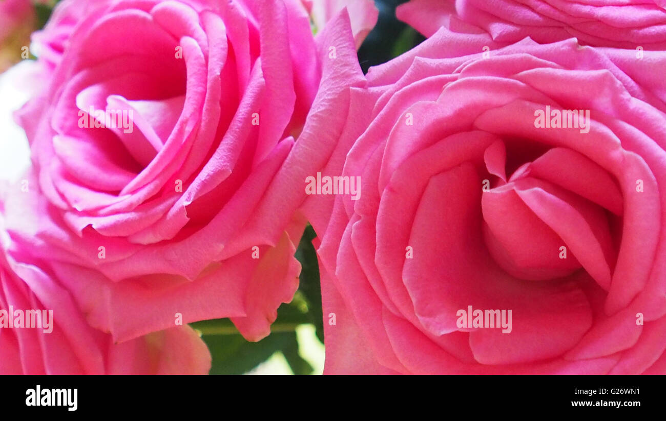 Rose rosa Foto Stock
