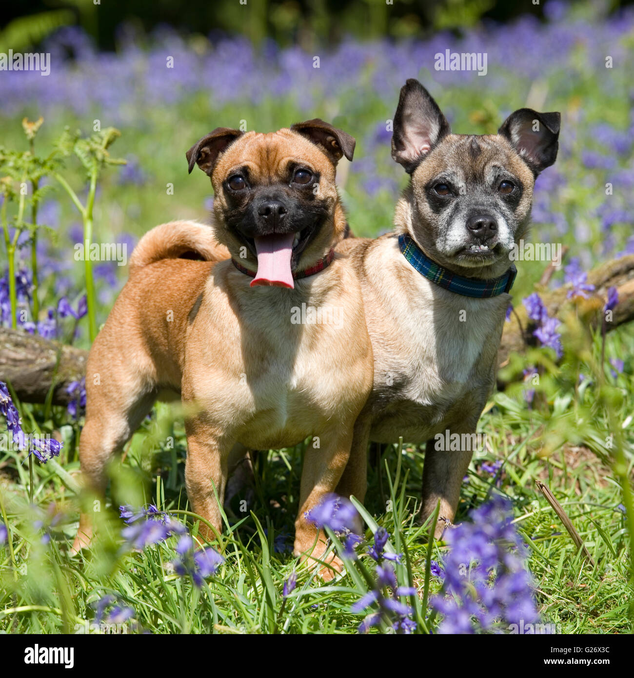 Due pug x jack russell cani in bluebells Foto Stock