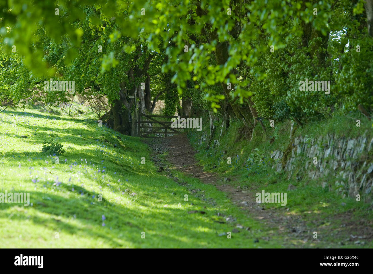 Frondose bridleway nella campagna sotto un viale di faggi Foto Stock