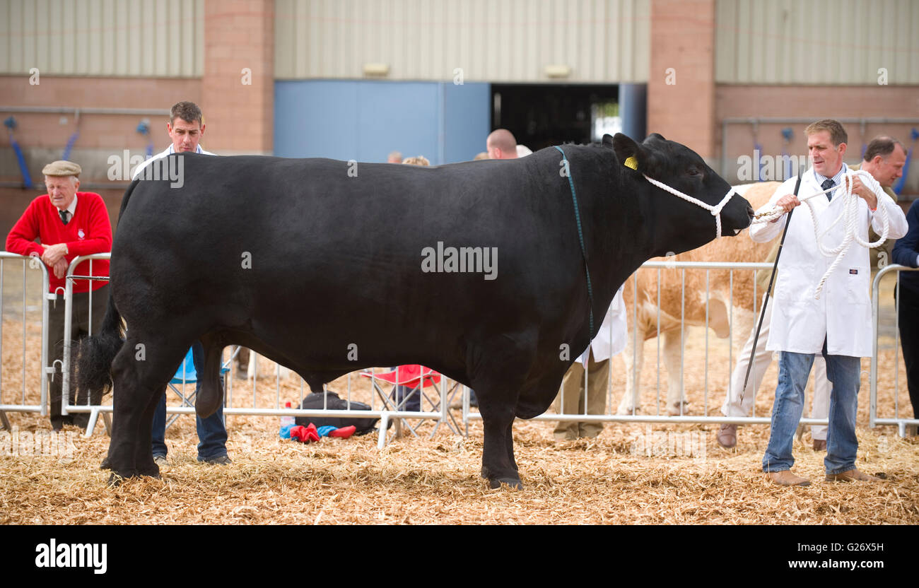 Angus bull a una mostra di bovini Foto Stock