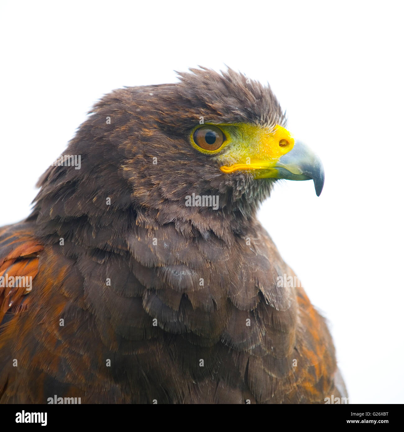 Falco di Harris Foto Stock