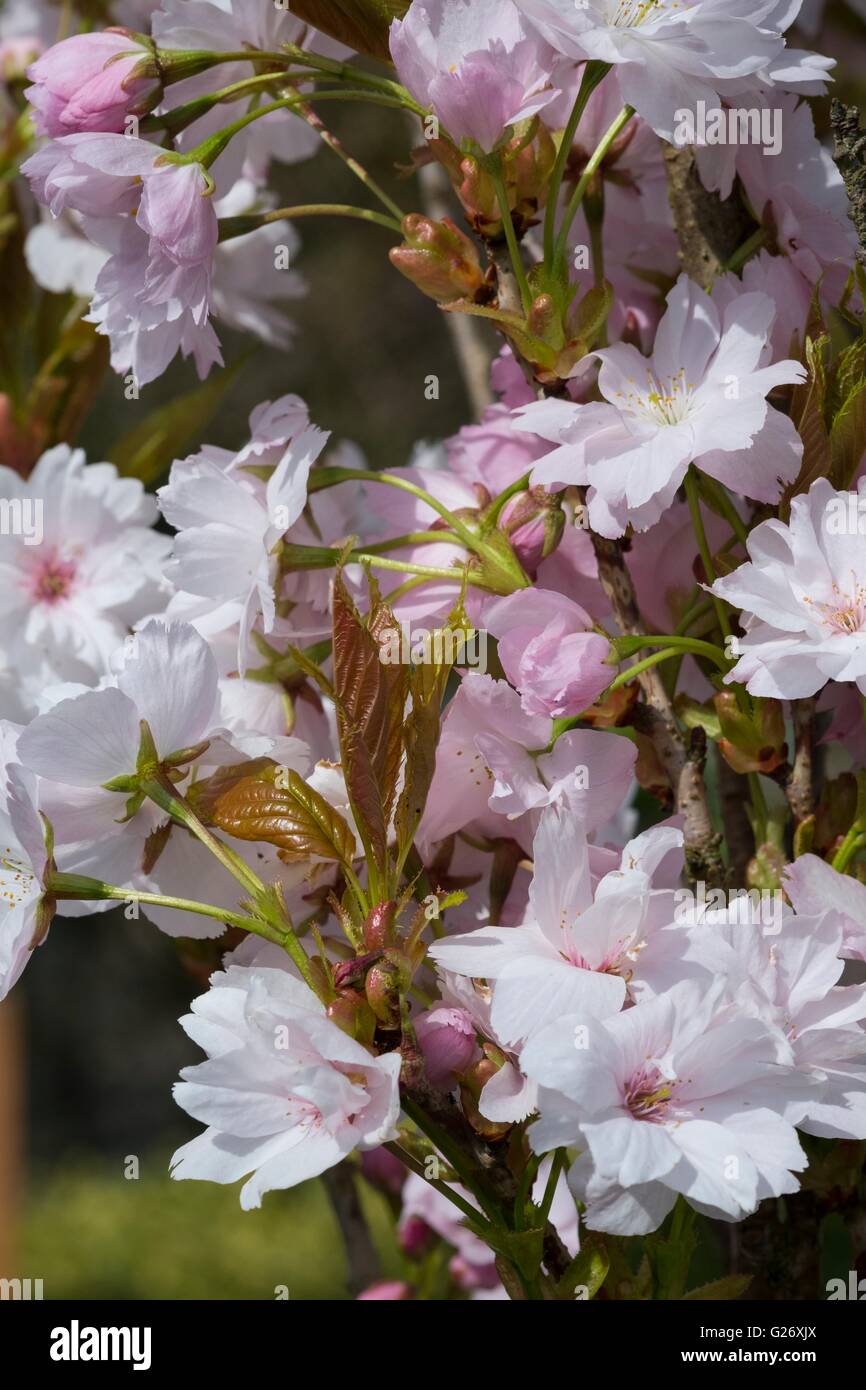 Prunus 'Amanogawa' cherry 'Amanogawa' Foto Stock