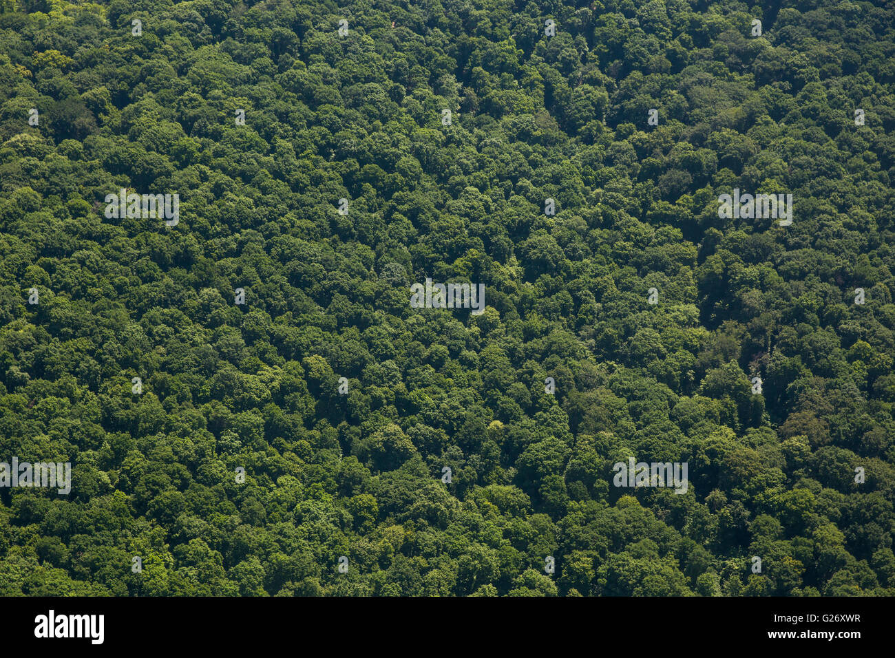 Avventura in aria aerea conservazione di sfondo ambiente di destinazione forest Fruska Gora verde paesaggio collinare natura della montagna Foto Stock