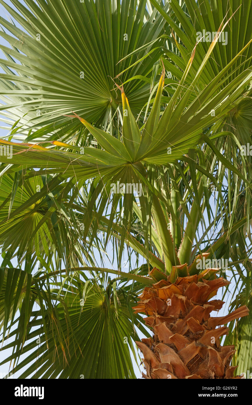Close up Palm tree Foto Stock