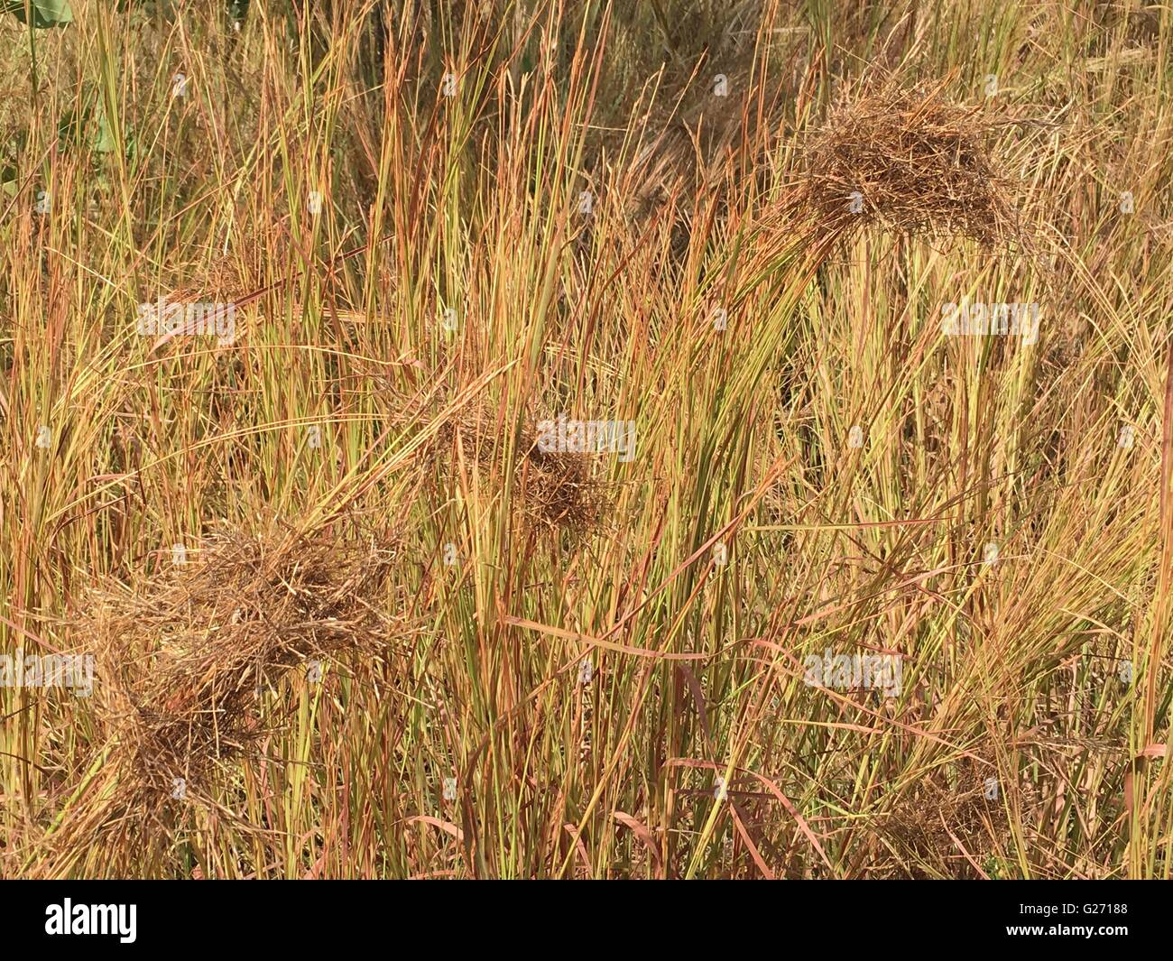 Spinifex (Triodia) erba vicino a Katherine, Australia nel Territorio del Nord Foto Stock
