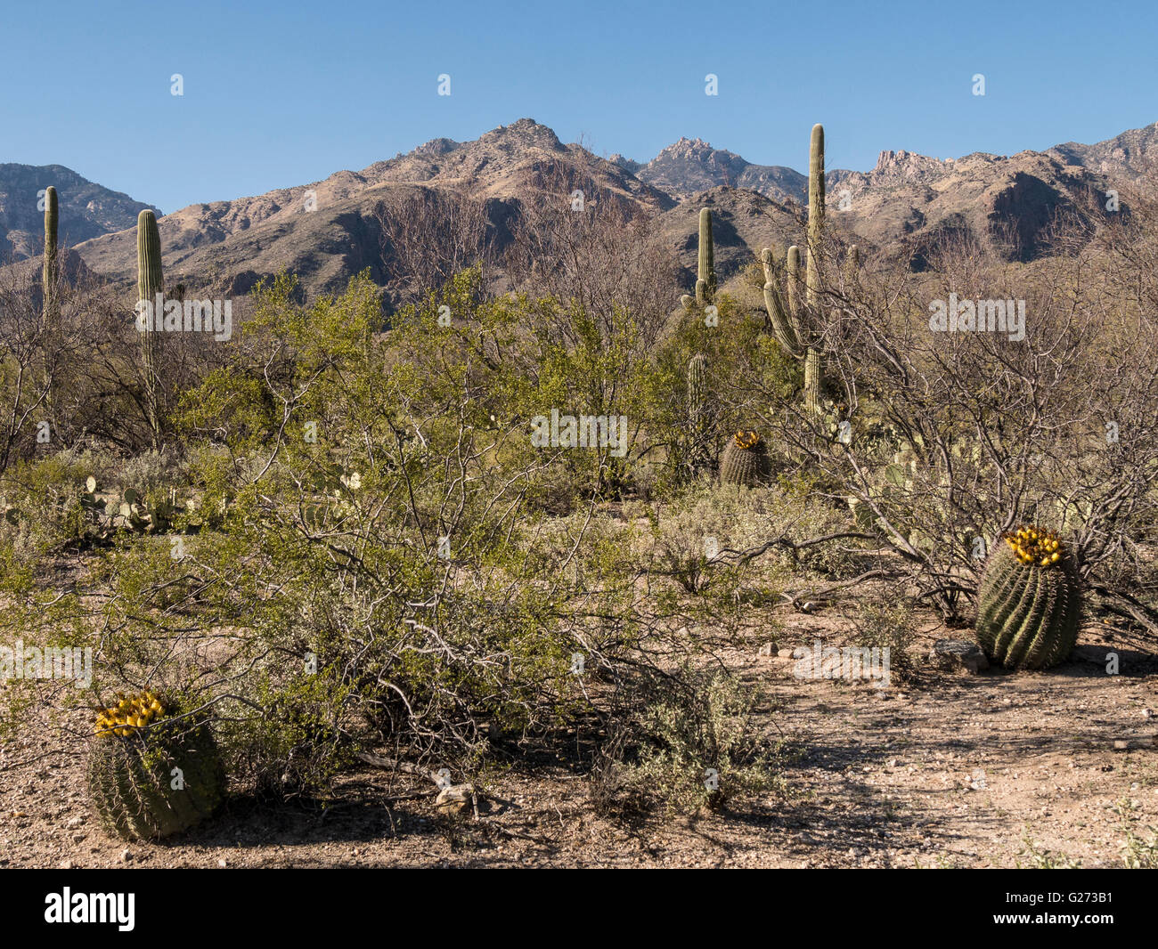 Bajada delle montagne Santa Catalina, Sabino Canyon, Tucson, Arizona. Foto Stock