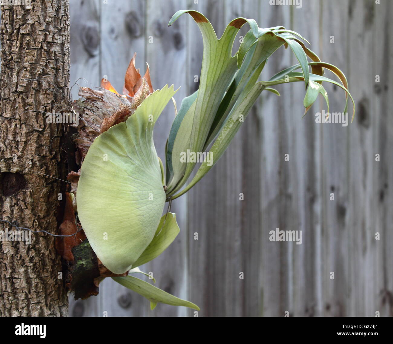 È attaccato un Staghorn fern (Platycerium bifurcatum) Foto Stock