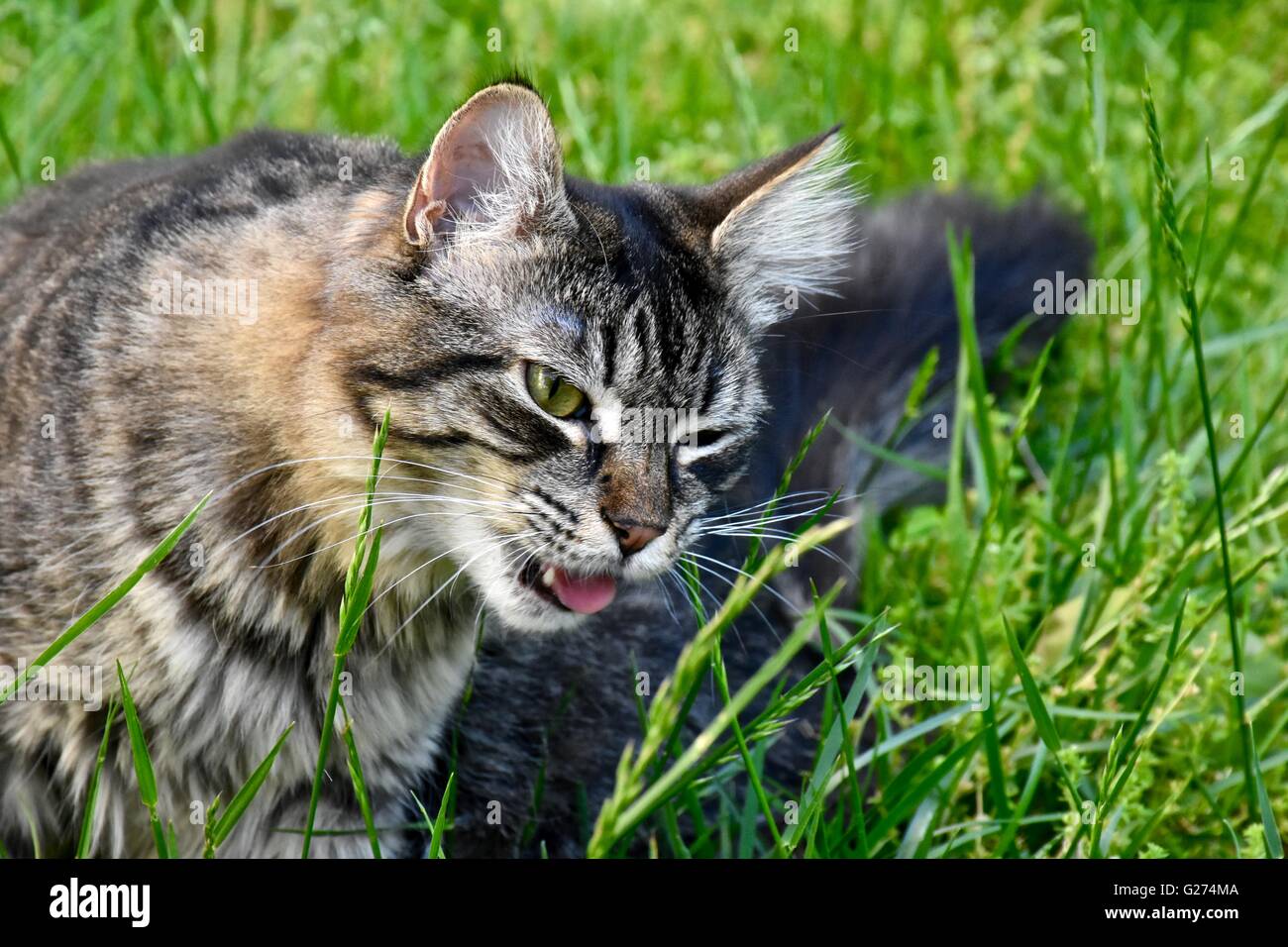 Un simpatico gatto a giocare al di fuori in erba Foto Stock