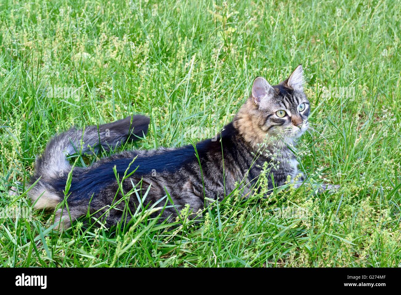 Un simpatico gatto a giocare al di fuori in erba Foto Stock