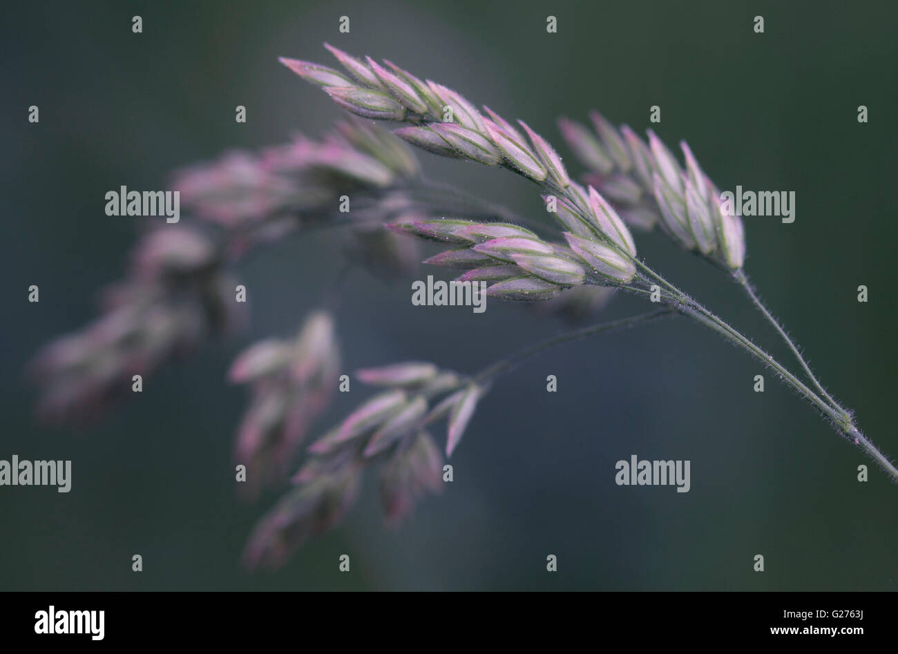 Arte macro della famiglia di erba Foto Stock