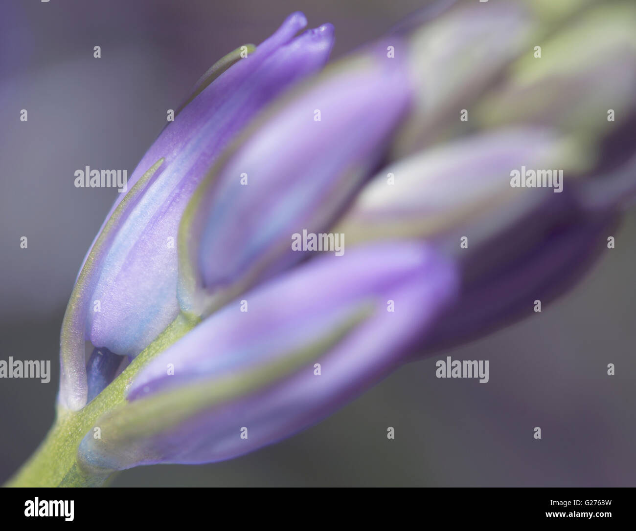 Macro morbido bluebell flower Foto Stock