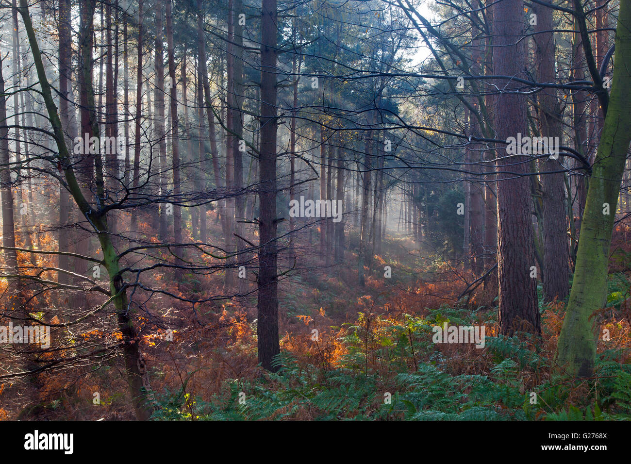 Raggi di sole e boschi di conifere nella nebbia a Felbrigg Norfolk inverno Foto Stock